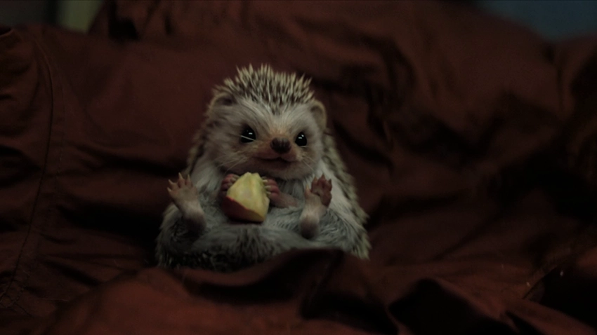 Schattig egeltje met een stuk appel op een bruine achtergrond