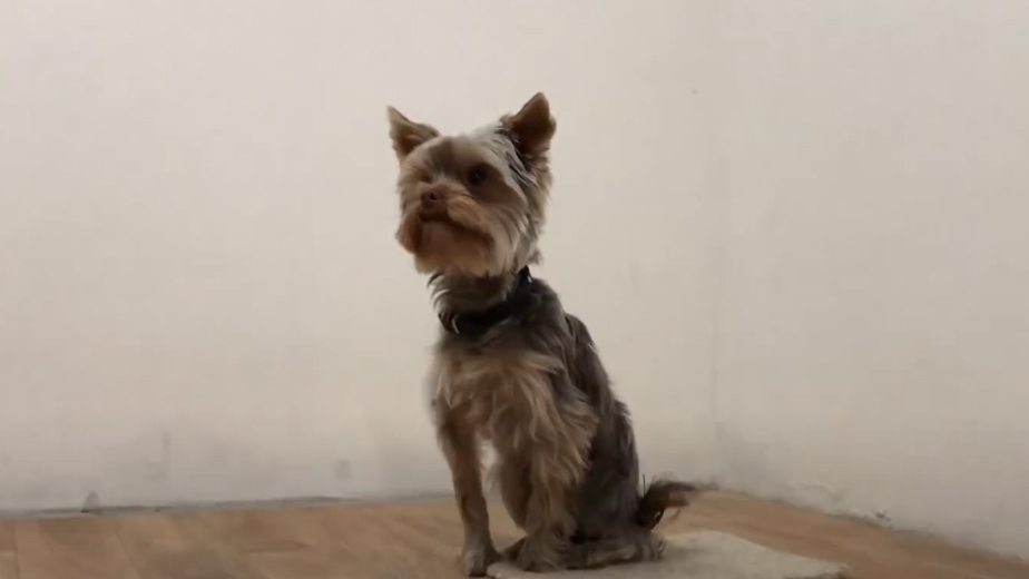 Hond zit op een vloer in een lege ruimte.