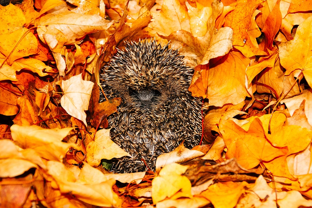Een egel tussen oranje bladeren.